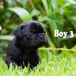 Pug Puppies from Rachel Sauder