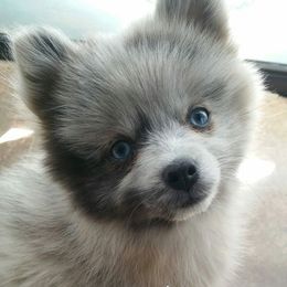 Pomsky Puppies from KP Pomskies LLC
