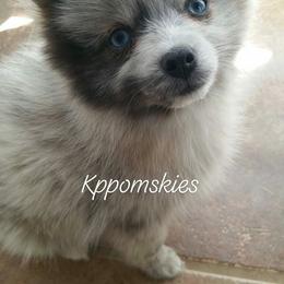 Pomsky Puppies from KP Pomskies LLC