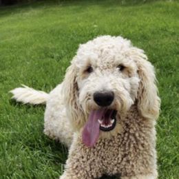 Bernedoodles, Cavapoos, Goldendoodles, and Schnoodles from Doodle Kin