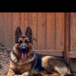 German Shepherd Puppies from AB_Elite_GSD