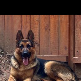 German Shepherd Puppies from AB_Elite_GSD
