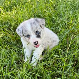 Sugarplum - Blue merle female Border Collie puppy in Erwin, North Carolina from Herd That Farms