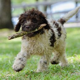 Cosmo - Brown male Lagotto Romagnolo puppy in St. Augustine, Florida from LBK & Ancient City