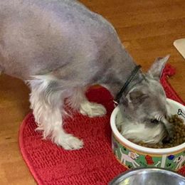 Gabby (Mommy) - Miniature Schnauzer