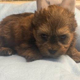 Axel - Tan male Morkie puppy in Florence, Kentucky from 4paws4ever by Design