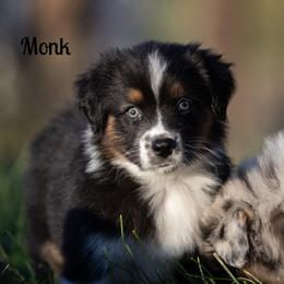 Monk - Black tri-color male Australian Shepherd puppy in Benton City, Washington from Eventide Australian Shepherds