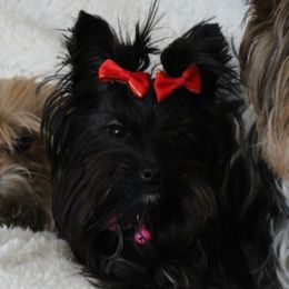 Yorkshire Terrier All Grown Up from Madame Yorkie
