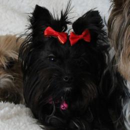Yorkshire Terrier All Grown Up from Madame Yorkie