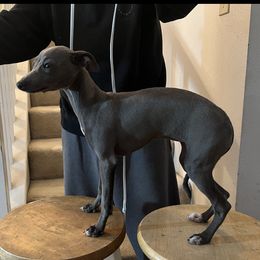 Kona - Italian Greyhound
