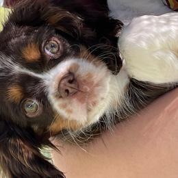 Newt - Tri-color male Cavalier King Charles Spaniel puppy in Caldwell, Idaho from Treasure Valley Poodles