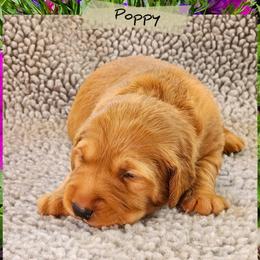 Poppy - Dark golden female Golden Retriever puppy in Shelton, Washington from Kennedy Goldens