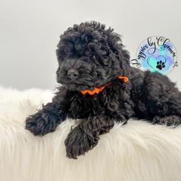 Orange Collar - Black male Poodle puppy in Vandalia, Illinois from Puppies By CHARMM