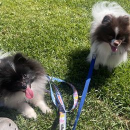 Pomeranian puppies from Pure hearts
