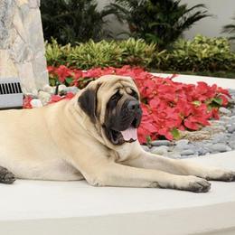 Mastiffs from Warlords Mastiffs