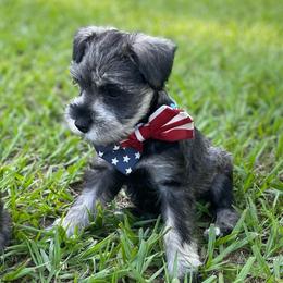 Lady - Salt and pepper female Miniature Schnauzer puppy in Anthony, Florida from Amanda Tragash