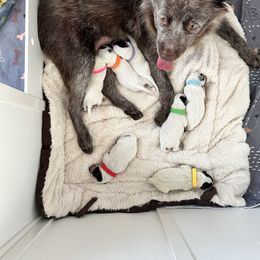 Australian Cattle Dog Puppies from Folie à Deux Australian Cattle Dogs