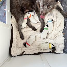 Australian Cattle Dog Puppies from Folie à Deux Australian Cattle Dogs