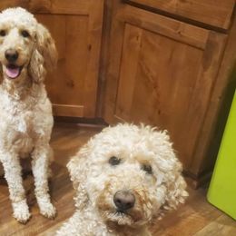 Eve - Goldendoodle