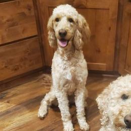 Eve - Goldendoodle