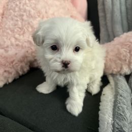 Oliver - White male Maltese puppy in Deltona, Florida from Lady and the Prince Kennels