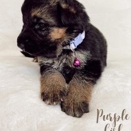 German Shepherd Puppies from Buxton Oregon Shepherds