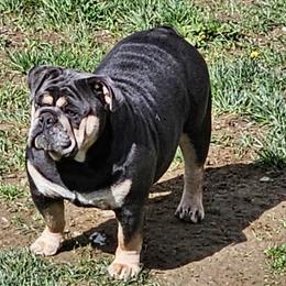 Ursula - Bulldog
