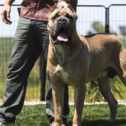 Braullio - Cane Corso
