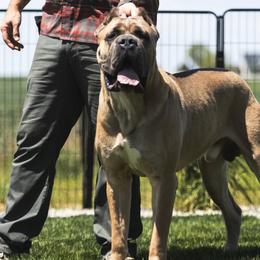 Braullio - Cane Corso