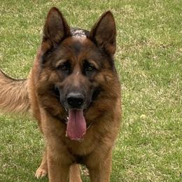 German Shepherds from vomkdbanksgermanshepherds