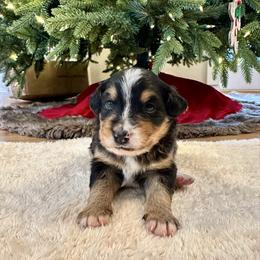 Traditional Tricolor 1 - Tri-color male Bernedoodle puppy in Brooksville, Florida from Kruger Doodles