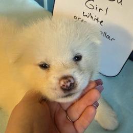 Qusa - White female Japanese Akitainu puppy in Hubert, North Carolina from Miyo Ken