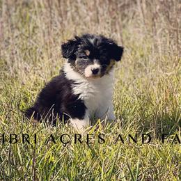 Girl 2 - Black Australian Shepherd puppy in Mc Alisterville, Pennsylvania from Colibri Acres And Farm