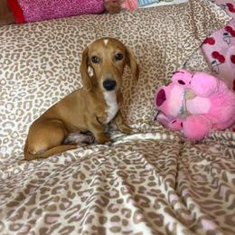 Monty's - Cream male Dachshund puppy in Lake City, Florida from My Ditzy Doxies of Florida