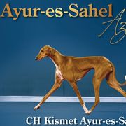 Azawakhs from Azawakh Ayur-es-Sahel