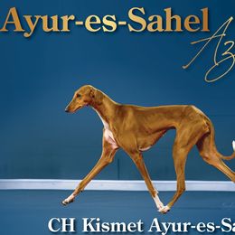 Azawakhs from Azawakh Ayur-es-Sahel