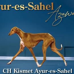 Azawakhs from Azawakh Ayur-es-Sahel