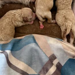 Boy 2 - Apricot male Maltipoo puppy in San Diego, Temecula, Ontario, California from Yorkie & Maltese Royalty