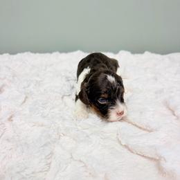 Wednesday - Chocolate female Cavapoo puppy in Springfield, Ohio from Dawson & Daryn's Royal Companions