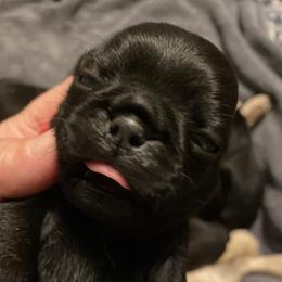 Black girl 1 - Black female Pug puppy in Onalaska, Washington from Cupid’s Pugs