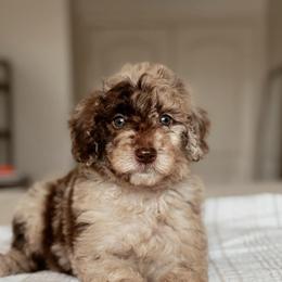 Mochi - Chocolate merle female Bernedoodle puppy in Maricopa, Arizona from Desert Ridge Doodles