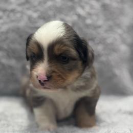 Steel - Blue merle male Toy Australian Shepherd puppy in Stephenville, Texas from Rising JM Pembrokes