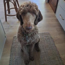 Captain - Chocolate male Labradoodle puppy in Grants Pass, Oregon from Oregon Valley Doodles