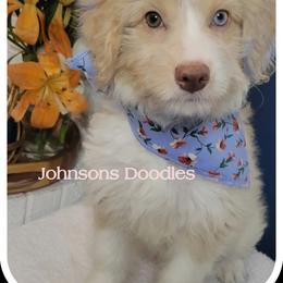 Aussiedoodle, Bernedoodle, and Goldendoodle Puppies from Johnson's Doodles
