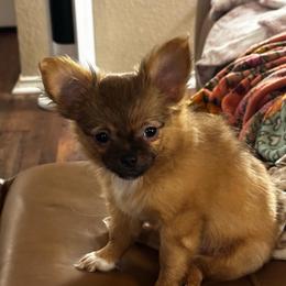 Bunny - Black sabled fawn female Chihuahua puppy in Burleson, Texas from Luxe Paradise House of Chi