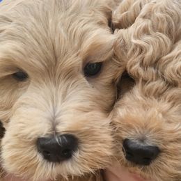 Goldendoodles from AZ Cuddle Doodle Kisses