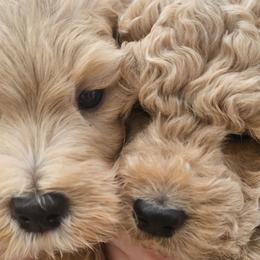 Goldendoodles from AZ Cuddle Doodle Kisses