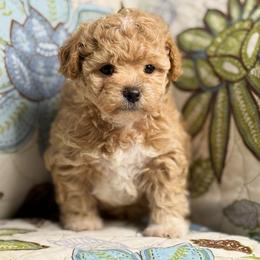 Leo - Apricot male Maltipoo puppy in Bakersfield, California from Silvia's Maltipoos