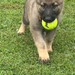 Yellow collar male - Sable male German Shepherd puppy in Ann Arbor, Michigan from Von Der Havier German Shepherds