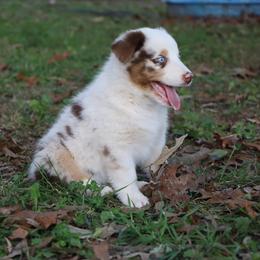 Australian Shepherd Puppies from Covenant View Farm Australian Shepherds